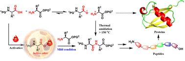 Active ester-based peptide bond formation and its application in ...