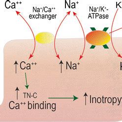 The mechanism of digoxin in the cardiomyocyte | Download Scientific Diagram