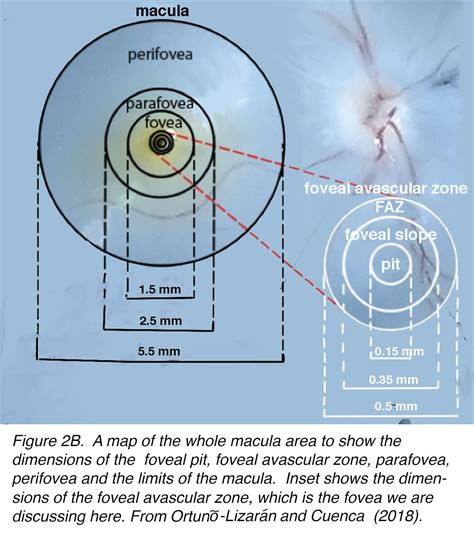 The Architecture of the Human Fovea – Webvision