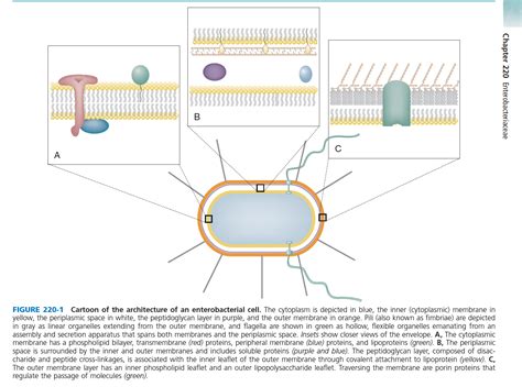 Citrobacter Infection - Gut Health & Imbalances - Natural Treatments to ...