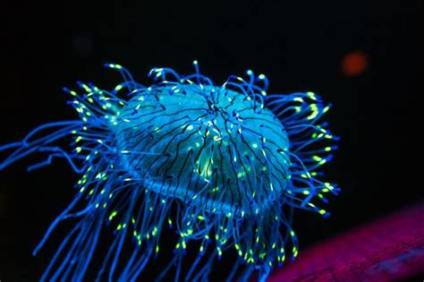 A bioluminescent jellyfish. Image courtesy of Chris Favero ...