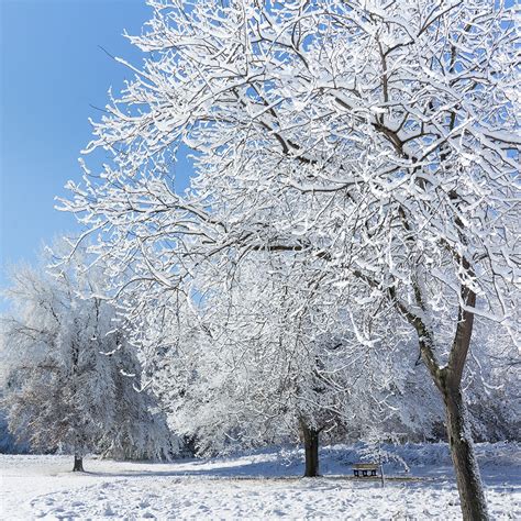 The Risk of Snow on Trees - Elite Tree Care