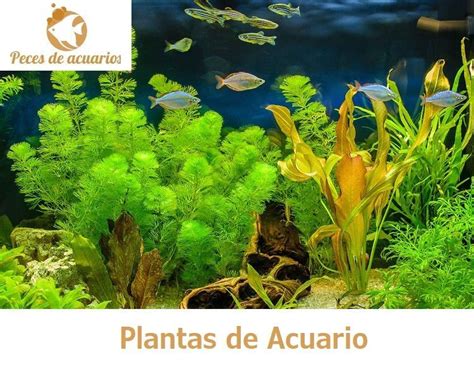 ⊛ PLANTAS DE ACUARIO 【 Mejores Plantas para Principiantes