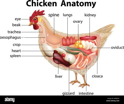 Schéma de l'anatomie de l'illustration de poulet Image Vectorielle ...