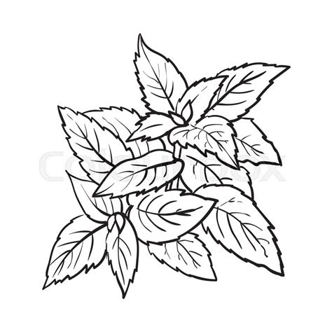 Mint Leaf Drawing at GetDrawings | Free download