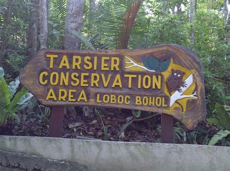 Tarsier Conservation Area (Loboc) - 2020 All You Need to Know BEFORE ...