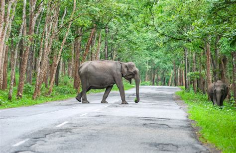 Spotting Wildlife in Wayanad - The Woods Resorts