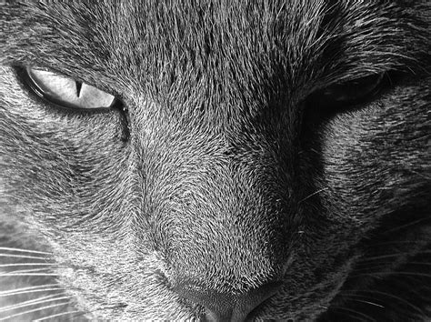 Fotos gratis : en blanco y negro, animal, mascota, pelaje, gatito ...