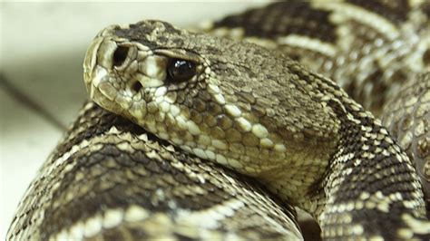 Snakes in Florida: A guide to venomous and non-venomous snakes | wtsp.com