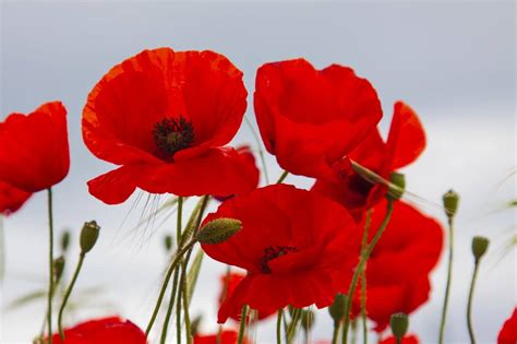 Poppy Flower Meaning and Symbolism in the Language of Flowers - Petal ...