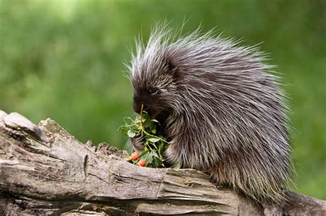 9 Wild Facts about Porcupines - Scenic Hudson