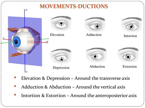 Extraocular muscles