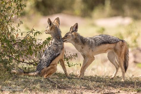 Black Backed Jackal facts | Facts about the Black Backed Jackal