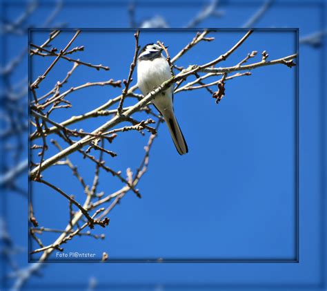 Stralende lentedag | Groene Vingers