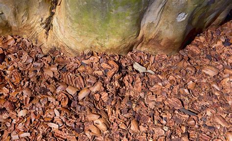 Pecan Shell Mulch » Top Tips on Use and Benefits