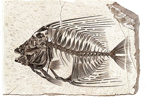 Ancient Fish Fossils