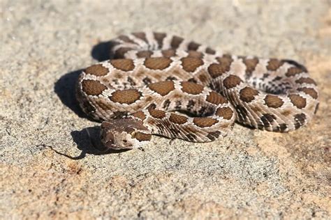 Are Baby Rattlesnakes Dangerous? – SelectSafety.net