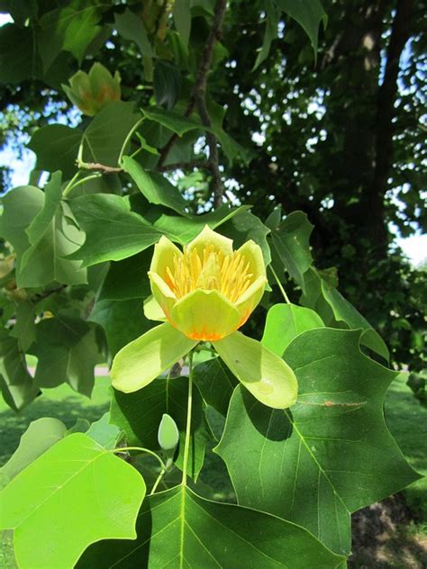 Tulip Poplar Trees - Quick Facts and Pictures