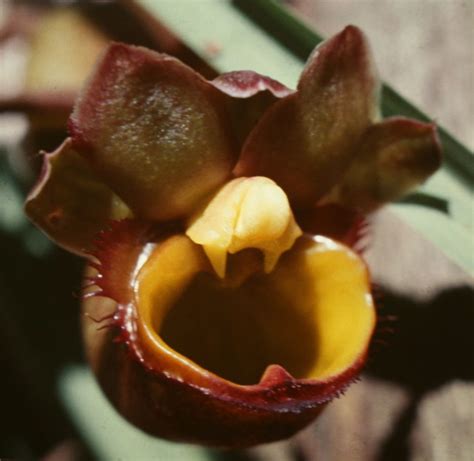 Catasetum longifolium | commons.wikimedia.org/wiki/User:Maar… | Flickr