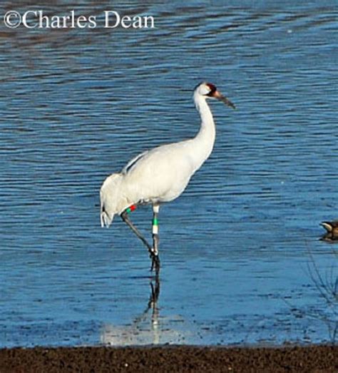 Tennessee Watchable Wildlife | Whooping Crane - Habitat: TENNESSEE