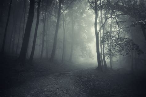 Spooky Forest Wallpaper (68+ images)