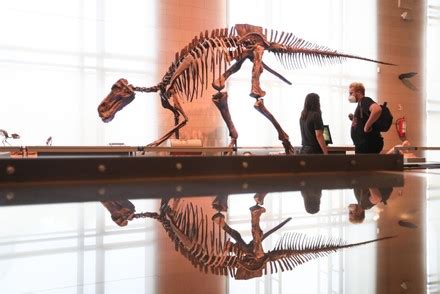 People View Exhibit Dinosaur Museum Royal Editorial Stock Photo - Stock ...