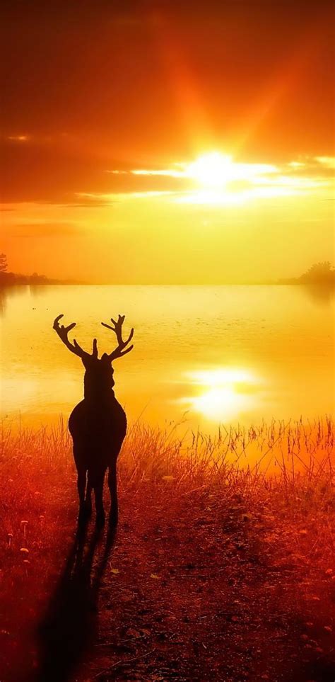 Deer Sunset Wallpapers - Wallpaper Cave