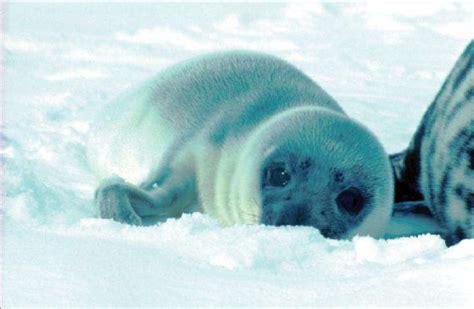 How hooded seals are transferring contaminants to their pups