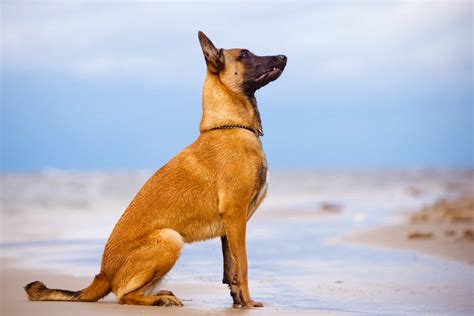 All Belgian Malinois Colors Explained – What Colors Are Up To The Breed ...