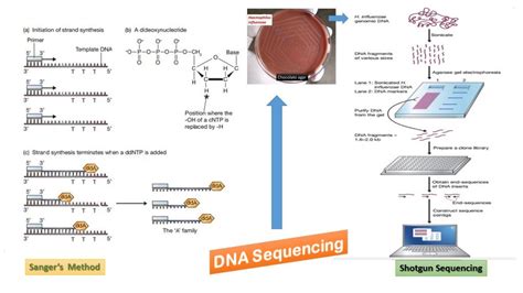 DNA Sequencing: Introduction, Types, Principle, Procedure and Uses