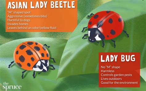 Purchasing Beneficial Insects for Pest Control in the Garden. — ReWild ...