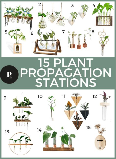 15 Best Propagation Stations - Paisley Plants