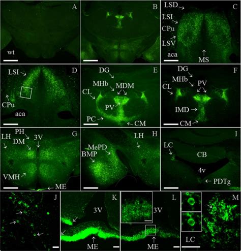 Detection of Gal1-mCherry immunofluorescence in brain. (A–B) In ...