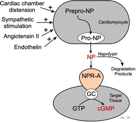 CV Pharmacology | Natriuretic Peptides and Neprilysin Inhibitors