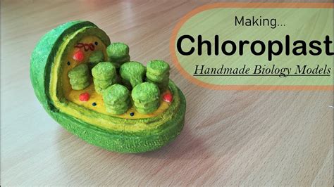 How to make a Chloroplast model - YouTube