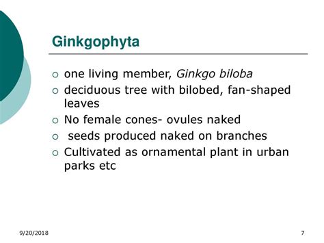 The Gymnosperms Sporophyte dominant - ppt download