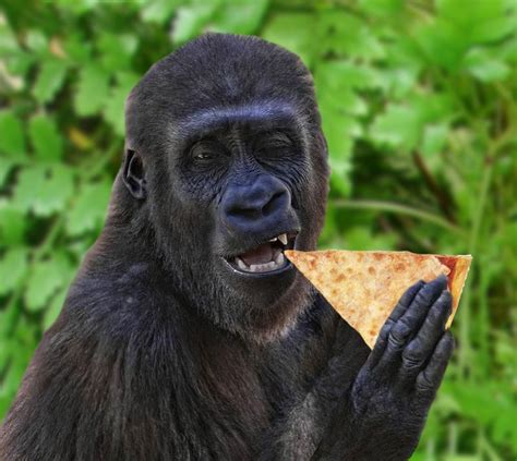 Gorillas eat pizza. They move around by knuckle-walking, although they ...