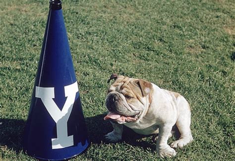 16 Awesome and Adorable Real Live College Mascots | Her Campus