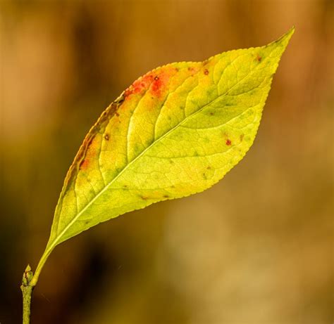 Close up of Leaf · Free Stock Photo