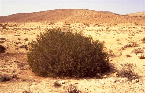 Negev Desert Botanical Garden