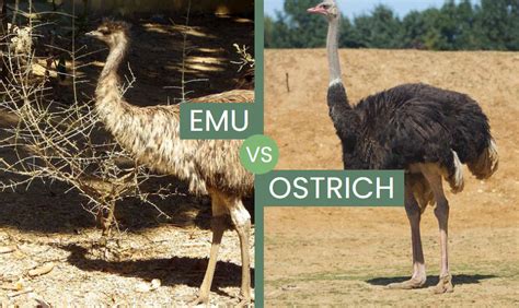 Emu vs Ostrich – Main Differences Between The Flightless Birds