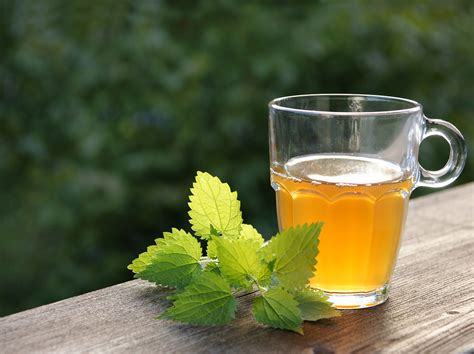 Buy Stinging Nettle Leaf Tea: benefits, How to Make, Side effects ...