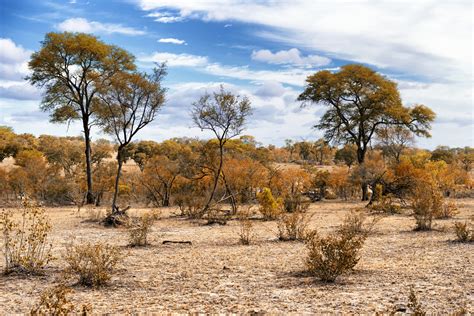 Africa Savannah Landscape | ubicaciondepersonas.cdmx.gob.mx