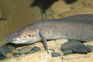 African Lungfish Photos, Stock Photos of African Lungfishs, Protopterus ...