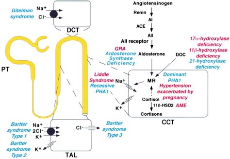 17 Alpha Hydroxylase Deficiency Hypertension Diet - designstudiointer