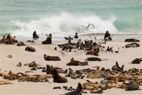 How to visit San Miguel Island, Channel Islands National Park - Los ...