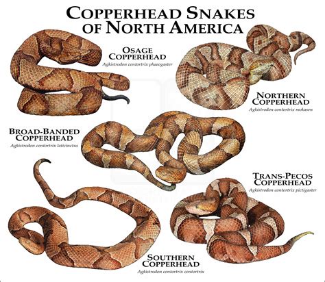 Copperhead Snake Habitat Map