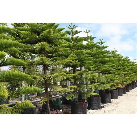 Araucaria columnaris