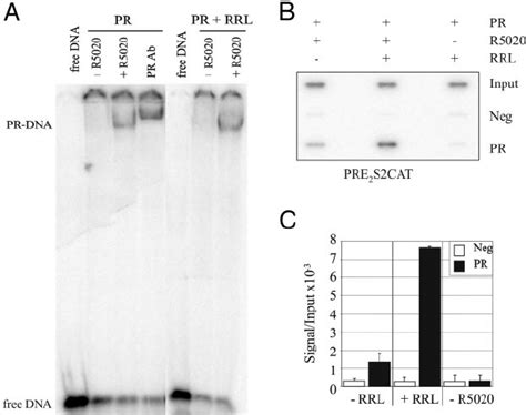 Reticulocyte Lysate Enhances Binding of Receptor to Chromatin Templates ...