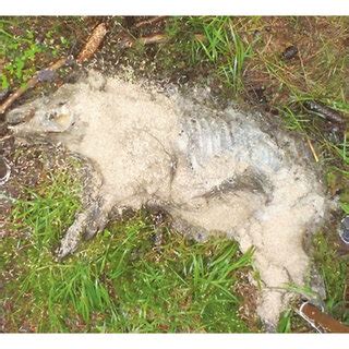 Typical decomposition of a wild boar carcass placed in a forest with ...